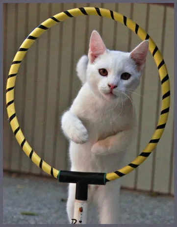 Cum să învețe instrucțiunile dumneavoastră pisica circ trucuri detaliate