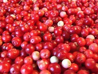 Cum să lingonberries crească în grădină - culturi de fructe de padure