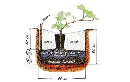 Hogyan növekszik a szőlő, válassza az ültetési anyag, biztosítja