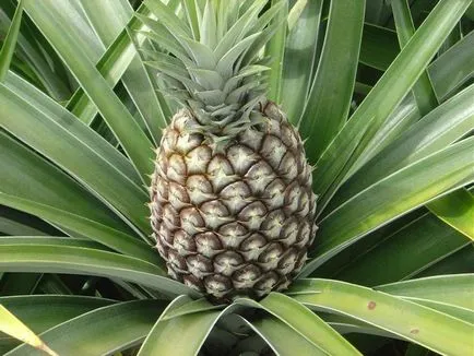 Cum să crească un ananas Cum să crească ananas la domiciliu, portalul de știri vtemu - întotdeauna