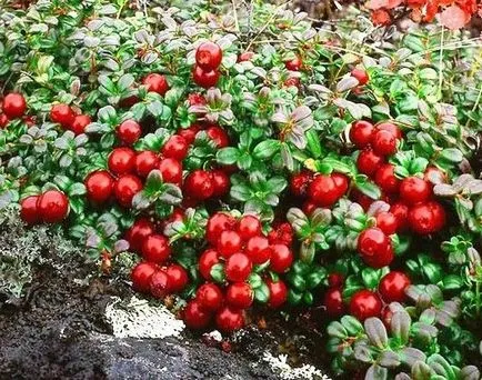 Hogyan áfonyával nőnek a kertben - bogyós gyümölcsök