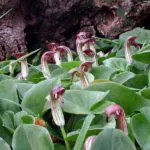 plantare ghiocelul Galanthus și de îngrijire în tipurile de câmpuri deschise cu fotografii și descrieri