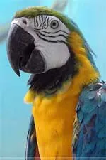 Нека поговорим за папагали - укротяването и обучение на папагали
