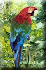 Hai sa vorbim despre papagali - îmblânzirea și formarea de papagali