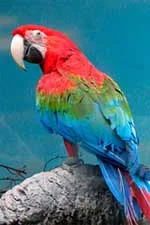 Нека поговорим за папагали - укротяването и обучение на папагали