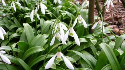 plantare ghiocelul Galanthus și de îngrijire în tipurile de câmpuri deschise cu fotografii și descrieri