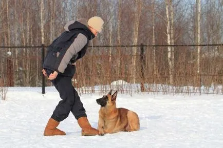 Покажете на кучето, който е шеф в тази къща, статии за кучета