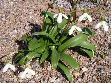 plantare ghiocelul Galanthus și de îngrijire în tipurile de câmpuri deschise cu fotografii și descrieri