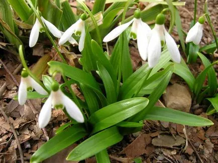 plantare ghiocelul Galanthus și de îngrijire în tipurile de câmpuri deschise cu fotografii și descrieri