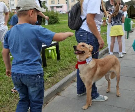 Arată câinele care este șeful în această casă, articole despre câini