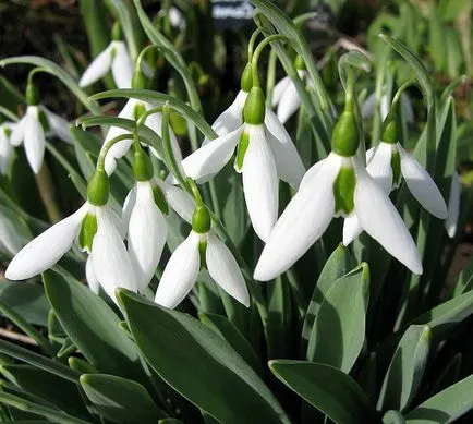 Кокиче Galanthus засаждане и грижи в откритите видове полеви със снимки и описания