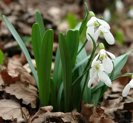 Кокиче Galanthus засаждане и грижи в откритите видове полеви със снимки и описания