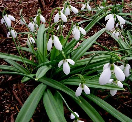 plantare ghiocelul Galanthus și de îngrijire în tipurile de câmpuri deschise cu fotografii și descrieri