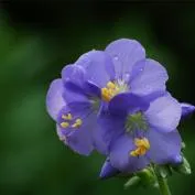 Polemonium (cianózis Azure) termesztés és gyógyászati ​​tulajdonságai