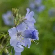 Polemonium (cianózis Azure) termesztés és gyógyászati ​​tulajdonságai