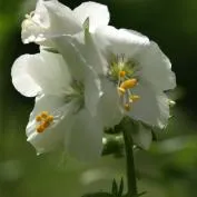 Polemonium (cianózis Azure) termesztés és gyógyászati ​​tulajdonságai