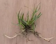 Bentgrass pobegonosnaya és termesztése