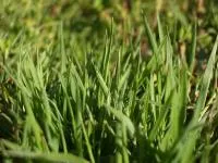 Bentgrass pobegonosnaya și cultivarea ei