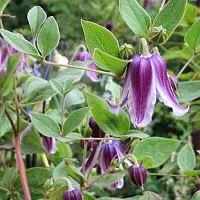 Polemonium (cianózis Azure) termesztés és gyógyászati ​​tulajdonságai