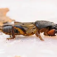 Polemonium (cianózis Azure) termesztés és gyógyászati ​​tulajdonságai