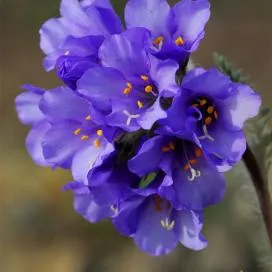 Polemonium (cianózis Azure) termesztés és gyógyászati ​​tulajdonságai