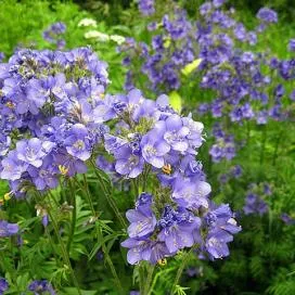 Polemonium (cianózis Azure) termesztés és gyógyászati ​​tulajdonságai