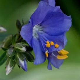 Polemonium (cianózis Azure) termesztés és gyógyászati ​​tulajdonságai