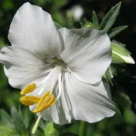 Polemonium (cianózis Azure) termesztés és gyógyászati ​​tulajdonságai