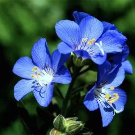 Polemonium (cianózis Azure) termesztés és gyógyászati ​​tulajdonságai