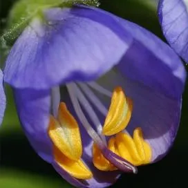 Polemonium (cianózis Azure) termesztés és gyógyászati ​​tulajdonságai