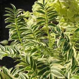 Polemonium (cianózis Azure) termesztés és gyógyászati ​​tulajdonságai