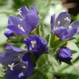 Polemonium (cianózis Azure) termesztés és gyógyászati ​​tulajdonságai