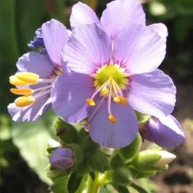 Polemonium (cianózis Azure) termesztés és gyógyászati ​​tulajdonságai