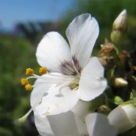 Polemonium (cianózis Azure) termesztés és gyógyászati ​​tulajdonságai