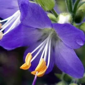 Polemonium (cianózis Azure) termesztés és gyógyászati ​​tulajdonságai