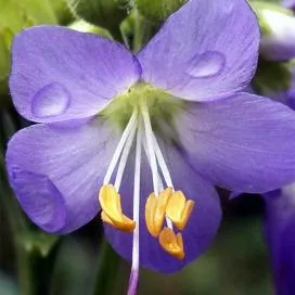 Polemonium (cianózis Azure) termesztés és gyógyászati ​​tulajdonságai