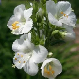 Polemonium (cianózis Azure) termesztés és gyógyászati ​​tulajdonságai