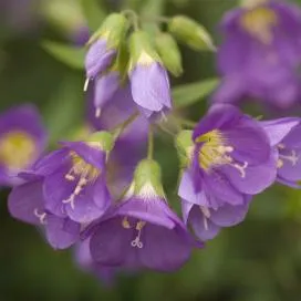 Polemonium (cianózis Azure) termesztés és gyógyászati ​​tulajdonságai