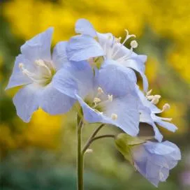 Polemonium (cianózis Azure) termesztés és gyógyászati ​​tulajdonságai