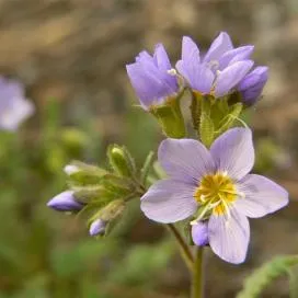 Polemonium (cianózis Azure) termesztés és gyógyászati ​​tulajdonságai