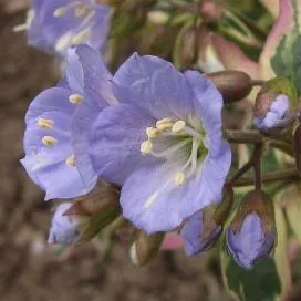 Polemonium (cianózis Azure) termesztés és gyógyászati ​​tulajdonságai