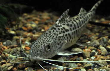 Пълното описание на порода риба сом аквариум, видове с имена и снимки