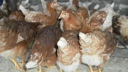 Rasa găini Lohmann Brown găini ouătoare, descriere, caracteristici, fotografii