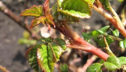 trandafiri de plantare