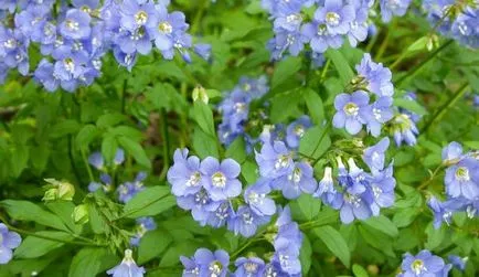 Polemonium (cianózis Azure) termesztés és gyógyászati ​​tulajdonságai