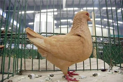 Популярни месо порода гълъби с описание и снимка