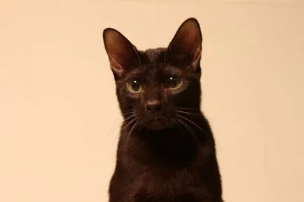 Cat порода Хавана снимка, описание порода