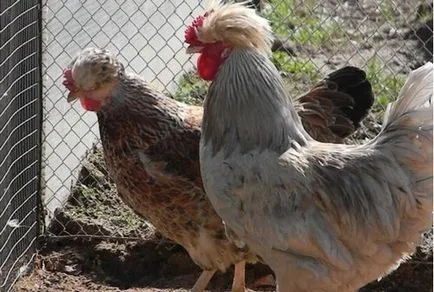 Breed tyúkok Lohmann Brown tojótyúkok, leírás, jellemzők, fotók