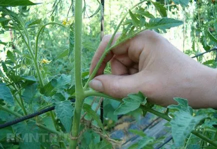 Plantarea roșii în teren deschis