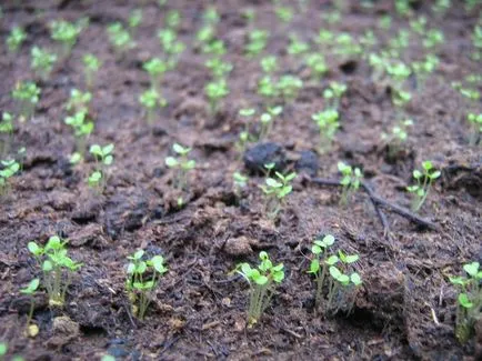 răsadurilor de plantare Lobelia